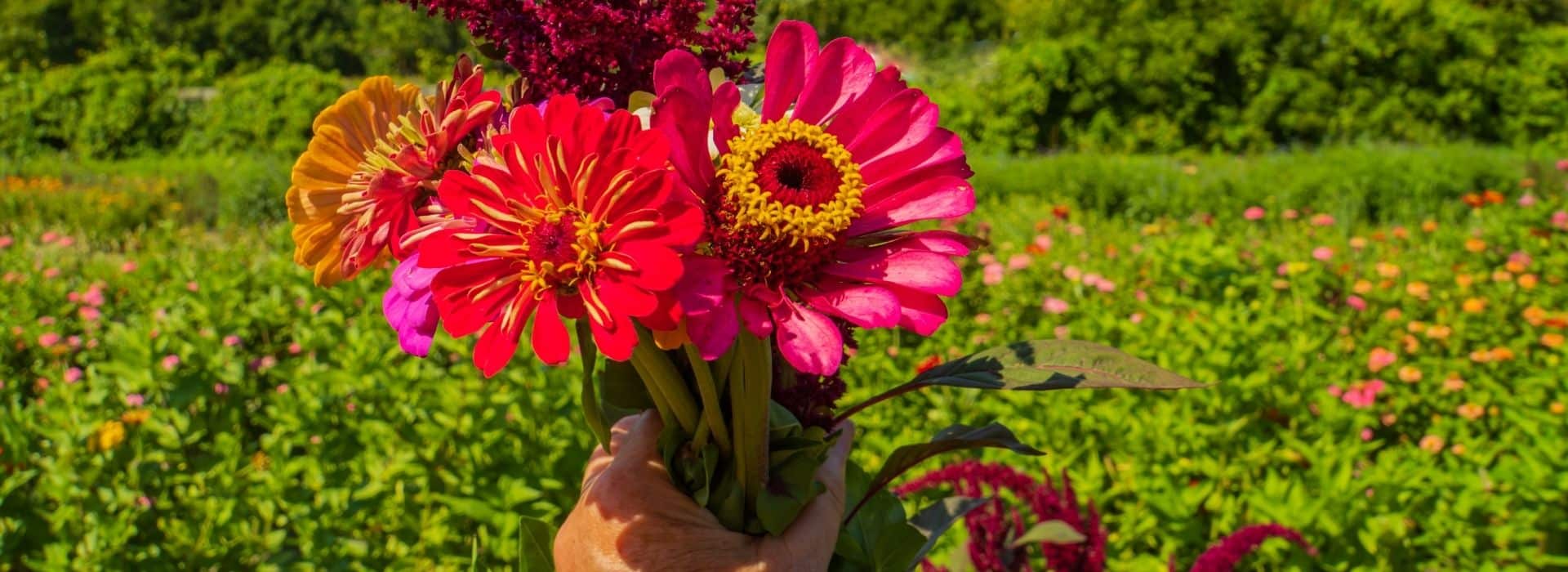 a person holding a bouquet of flowers that they just picked from a flower farm